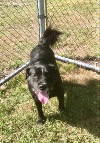 Bongo - Photo 3