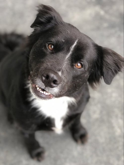 BONGO - Australian Shepherd / Border Collie for adoption in Dover