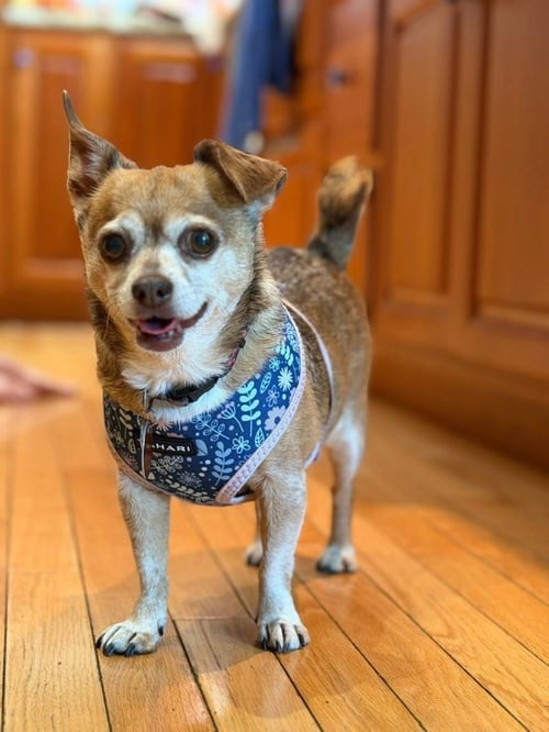 BELLA