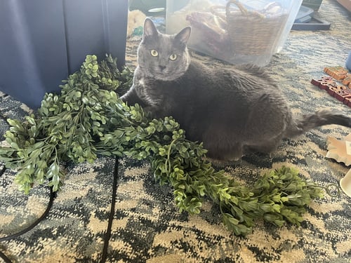 BENNY - Domestic Short Hair for adoption in Lowell