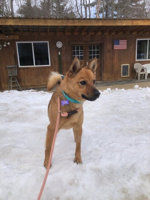 DUTCHESS - Spitz / Shiba Inu available for adoption