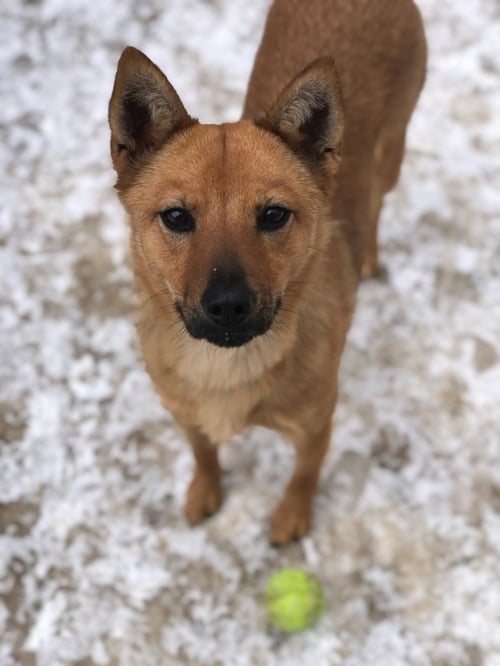 DUTCHESS - Spitz / Shiba Inu for adoption in Dover