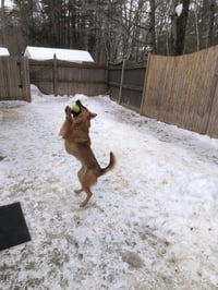 Dutchess - Photo 4