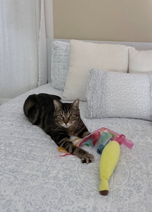 JASPER - Domestic Short Hair for adoption in Manchester