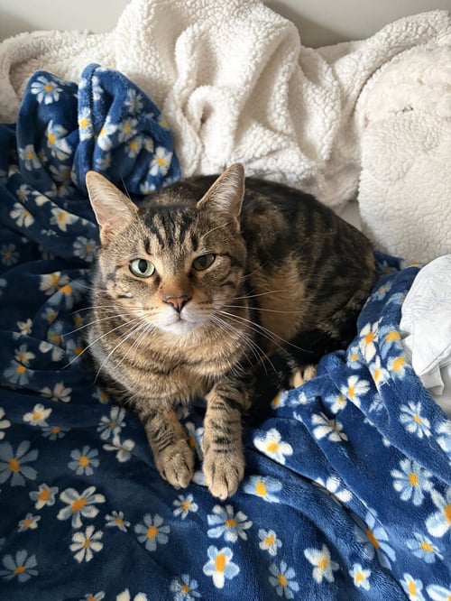 JASPER - Domestic Short Hair available for adoption