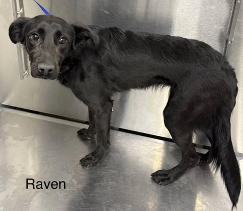RAVEN