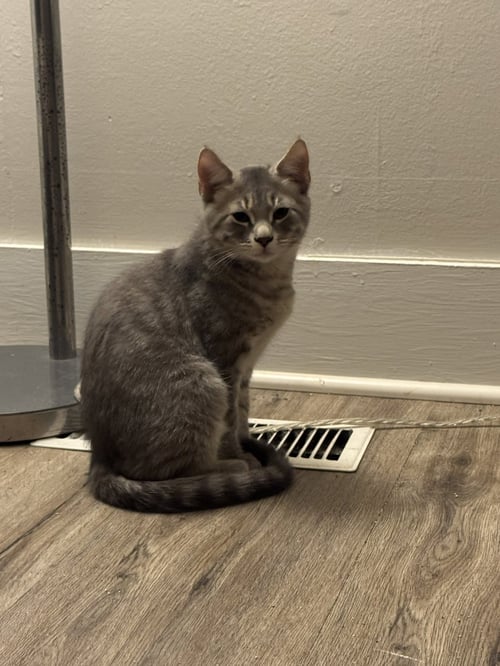 ERIC - Domestic Short Hair available for adoption