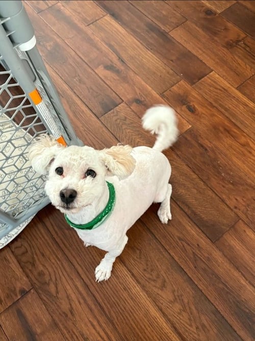 PANETTONE * - Havanese / Poodle (Miniature) available for adoption