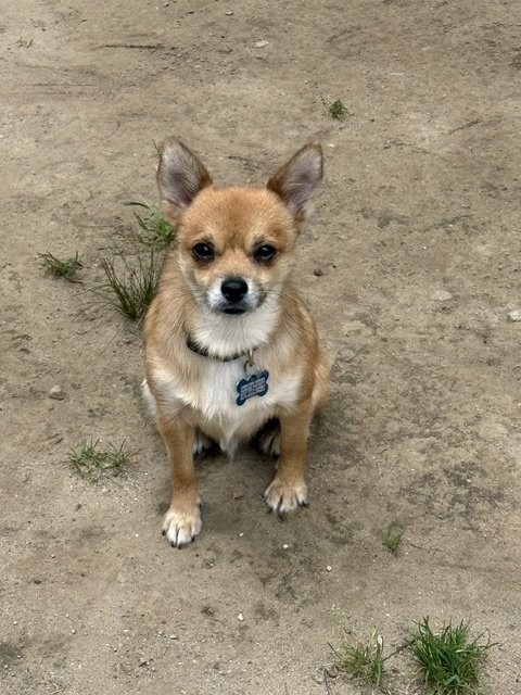 PEPE - Chihuahua / Pomeranian for adoption in Dover