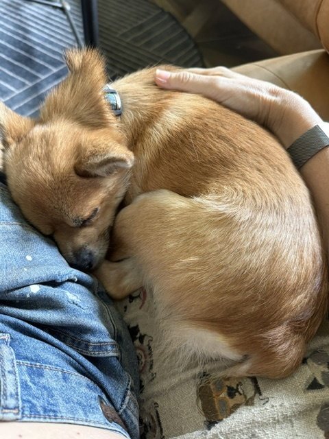 PEPE - Chihuahua / Pomeranian available for adoption