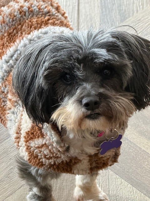 MOOCHIE - Shih Tzu available for adoption