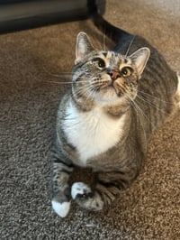 Piper - Photo 1