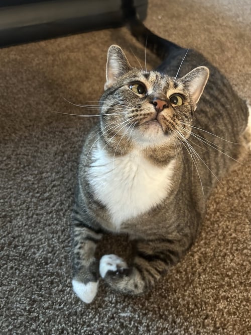 PIPER - Domestic Short Hair for adoption in Lowell