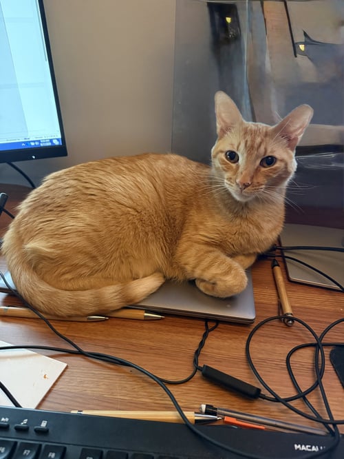 DELILAH ROSE - Domestic Short Hair available for adoption