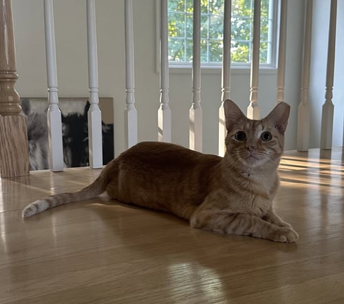 DELILAH ROSE - Domestic Short Hair available for adoption