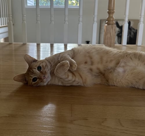 DELILAH ROSE - Domestic Short Hair for adoption in Concord