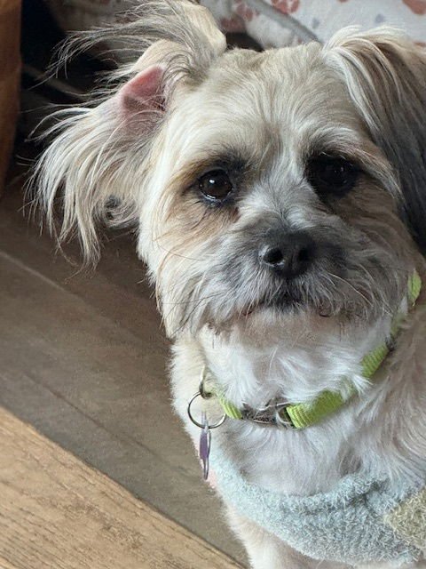 SNICKERS - Shih Tzu available for adoption