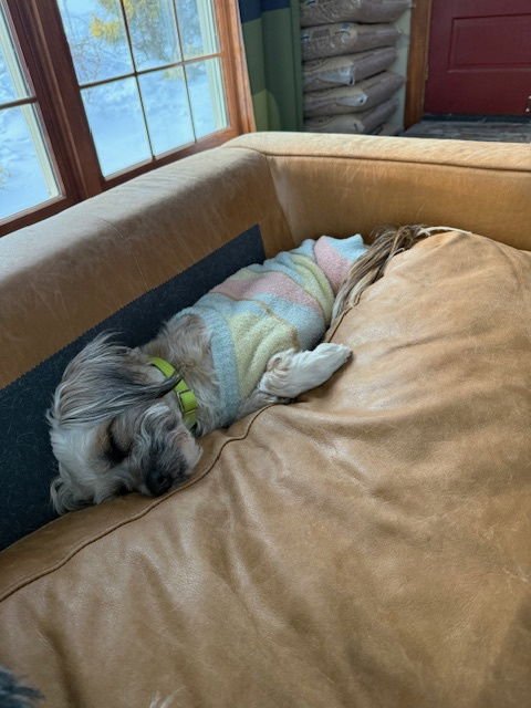 SNICKERS - Shih Tzu available for adoption