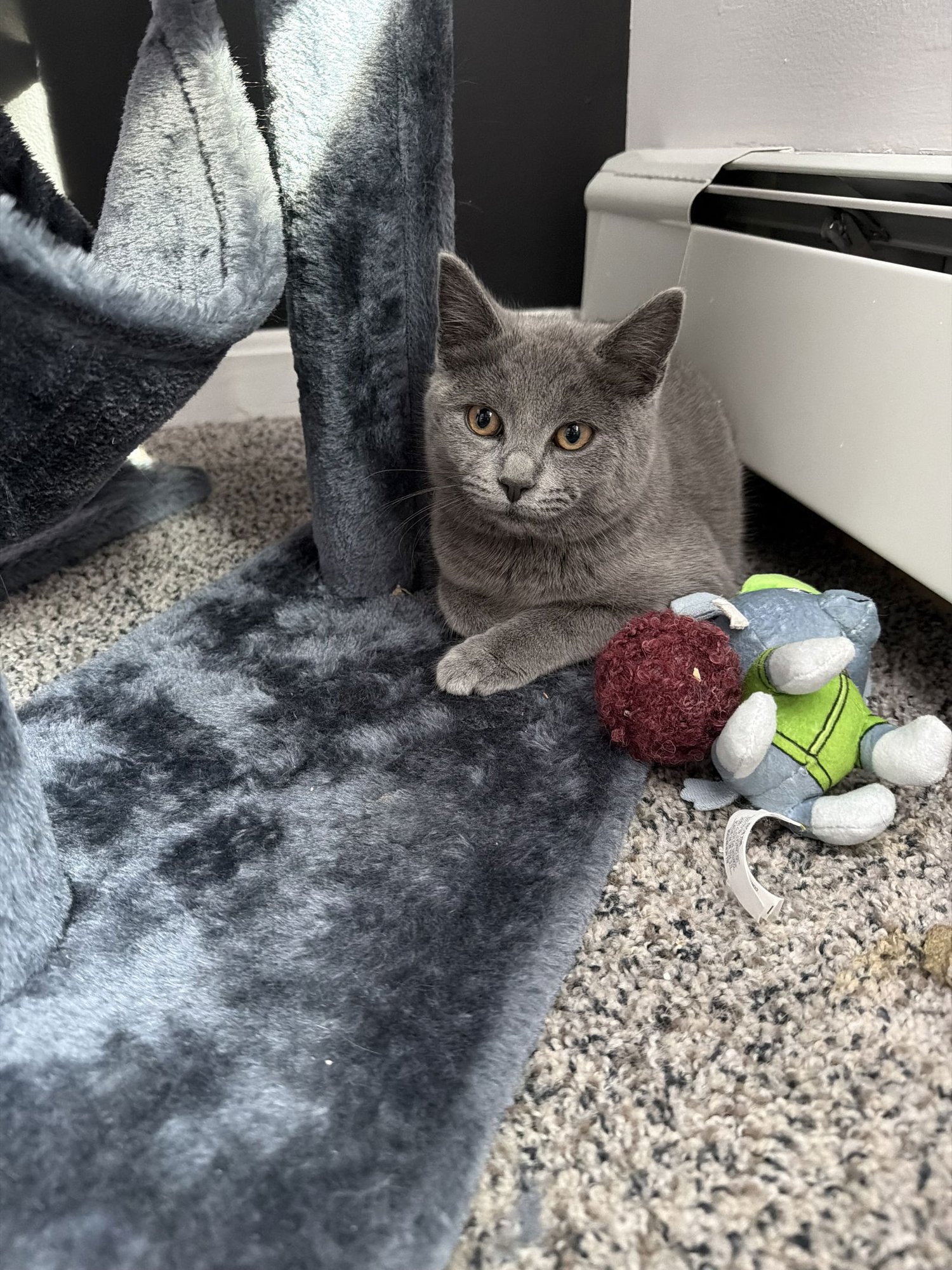 RUBY - Domestic Short Hair available for adoption