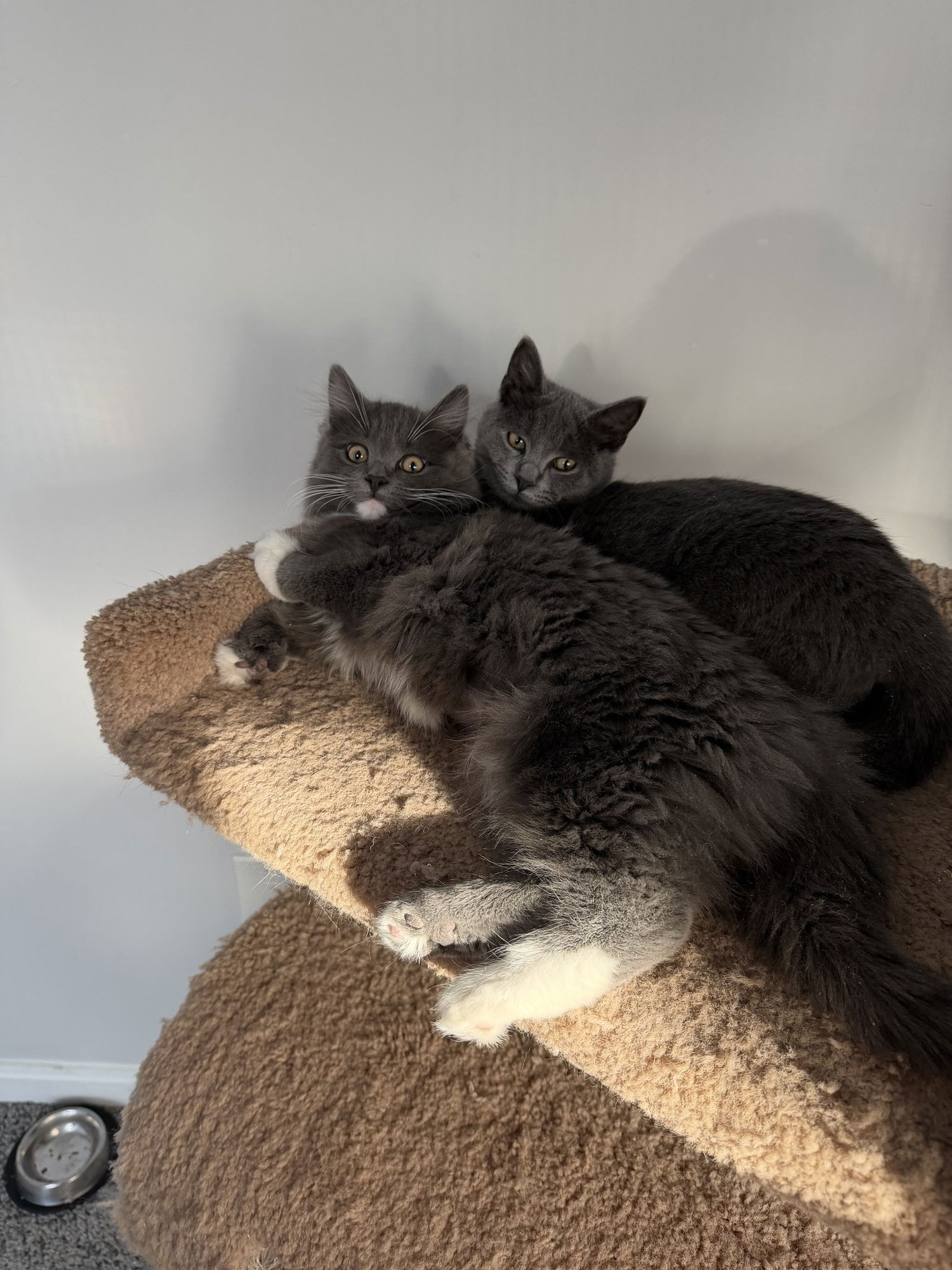 RUBY - Domestic Short Hair available for adoption