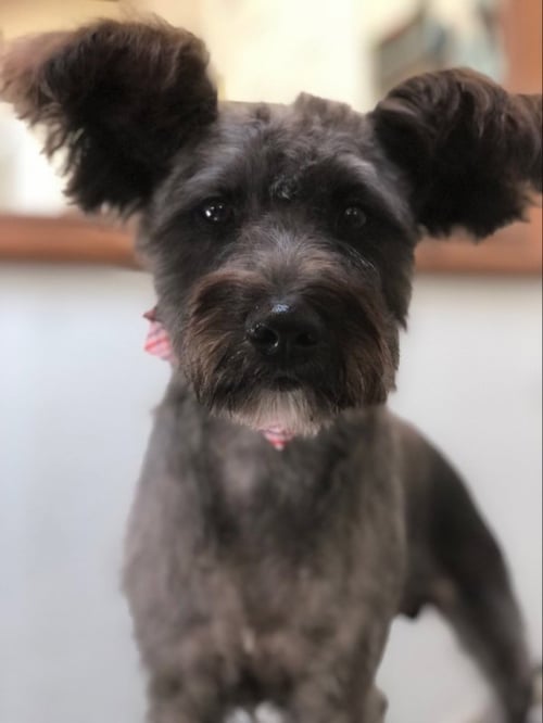 SIMBA - Schnauzer for adoption in Lowell