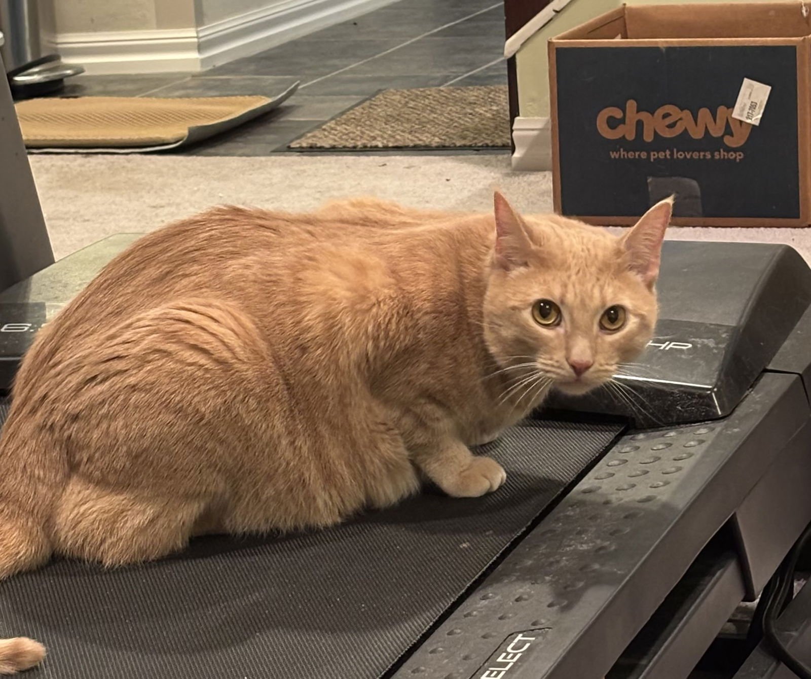 LIONEL - Domestic Short Hair available for adoption