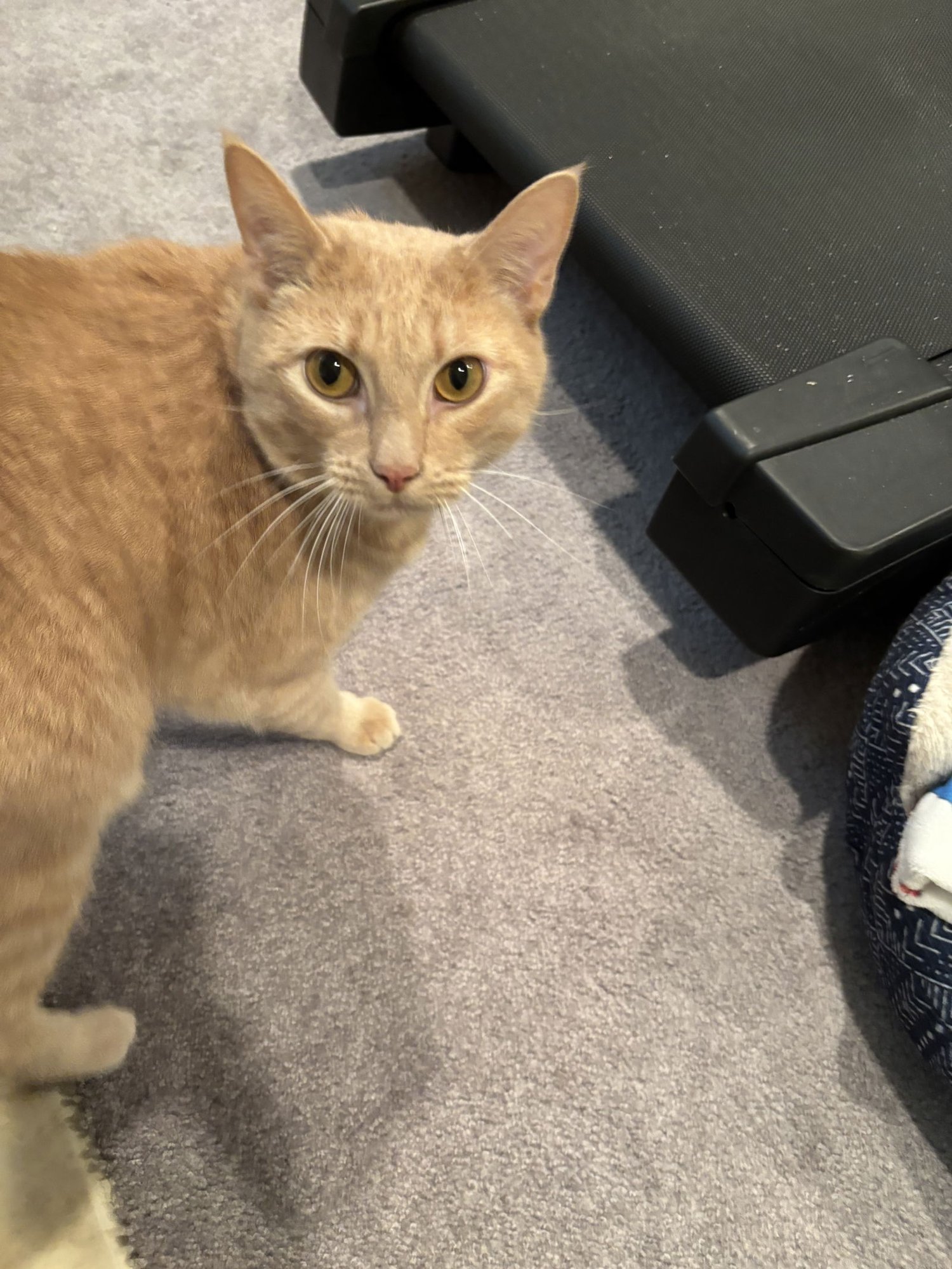 LIONEL - Domestic Short Hair available for adoption