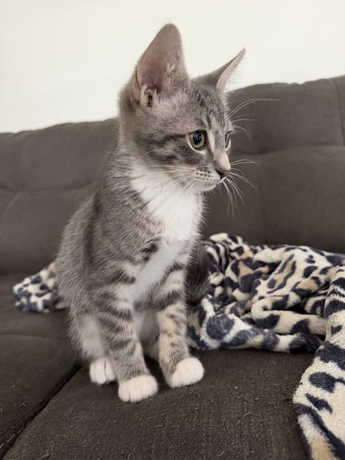 COSMO - Domestic Short Hair for adoption in Lowell