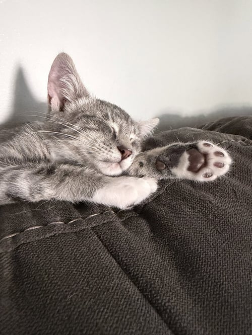COSMO - Domestic Short Hair available for adoption