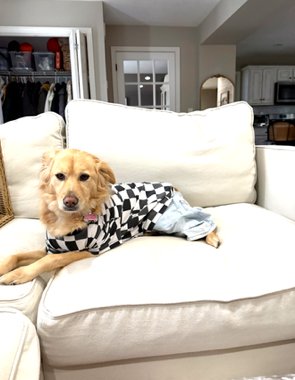 MARLEY* - Australian Shepherd / Golden Retriever available for adoption