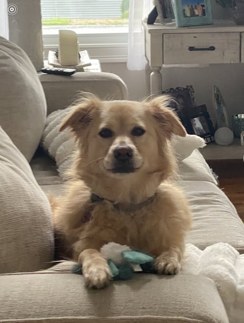 MARLEY* - Australian Shepherd / Golden Retriever for adoption in Dover