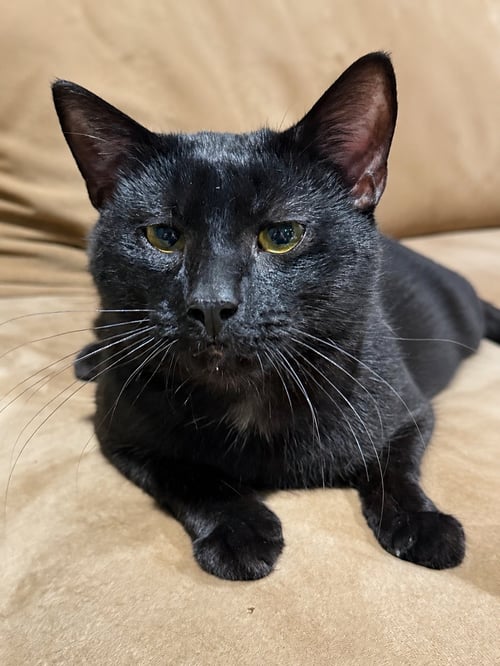 LUCIFER - Bombay for adoption in Dover