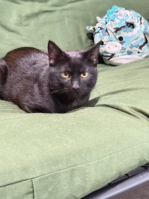 LUCIFER - Bombay available for adoption