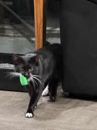 Junior - Photo 3