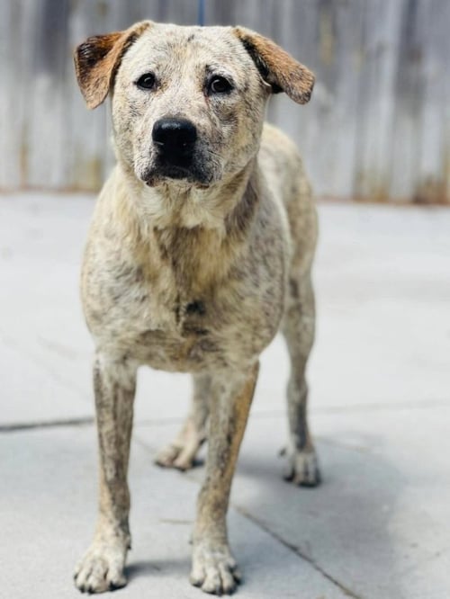 HARRIETT - Cattle Dog / Labrador Retriever available for adoption