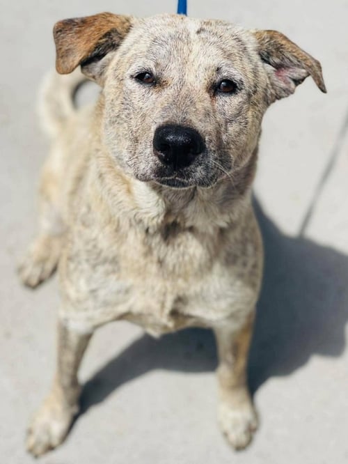 HARRIETT - Cattle Dog / Labrador Retriever for adoption in Dover