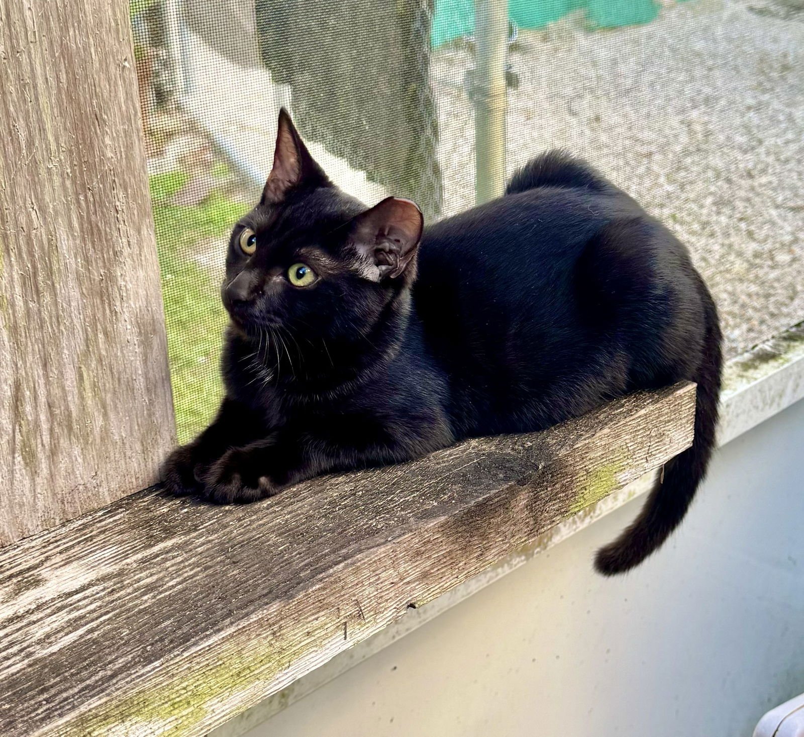 WINCHESTER - Domestic Short Hair available for adoption