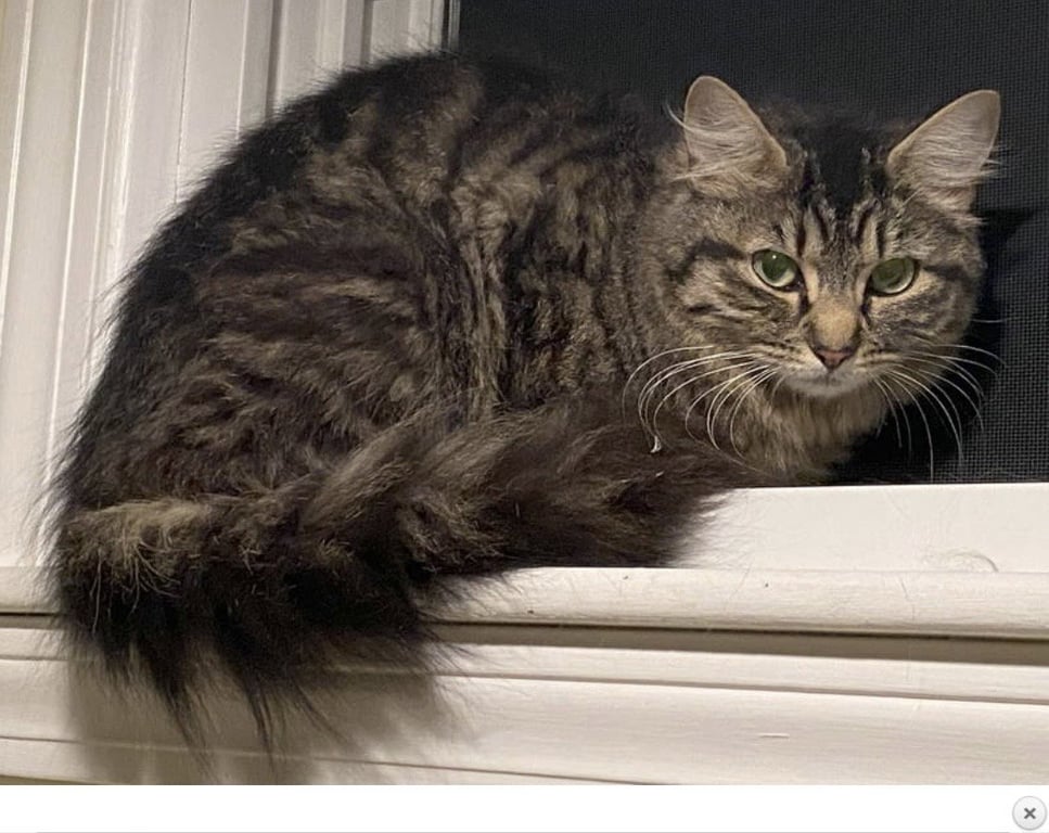 Lucy Image