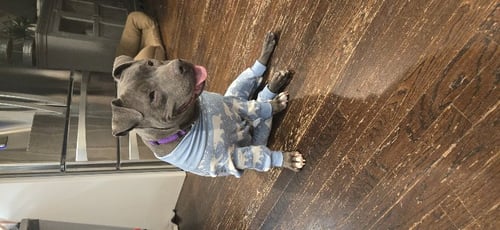 MACY - Pit Bull Terrier available for adoption