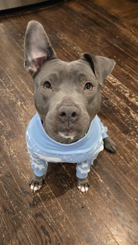 MACY - Pit Bull Terrier for adoption in Dover