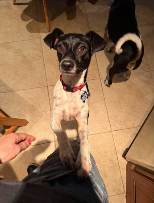 SASHA - Rat Terrier available for adoption