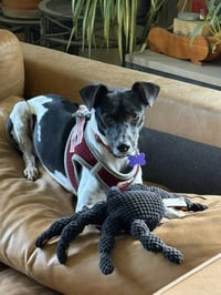 Sasha - Photo 4