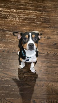Archie - Photo 4