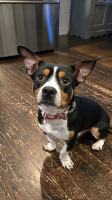 ARCHIE - Basset Hound / Rat Terrier for adoption in Dover