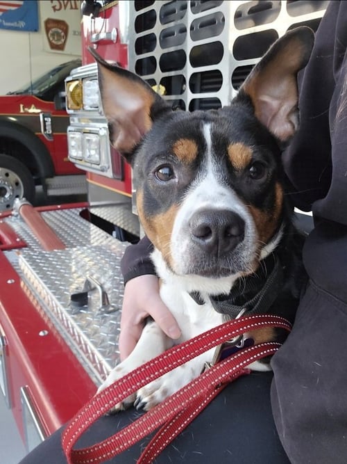 ARCHIE - Basset Hound / Rat Terrier available for adoption