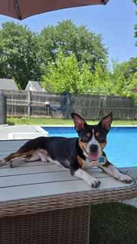Archie - Photo 5