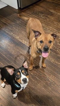 Archie - Photo 3