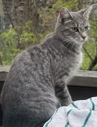 Maisie - Photo 2