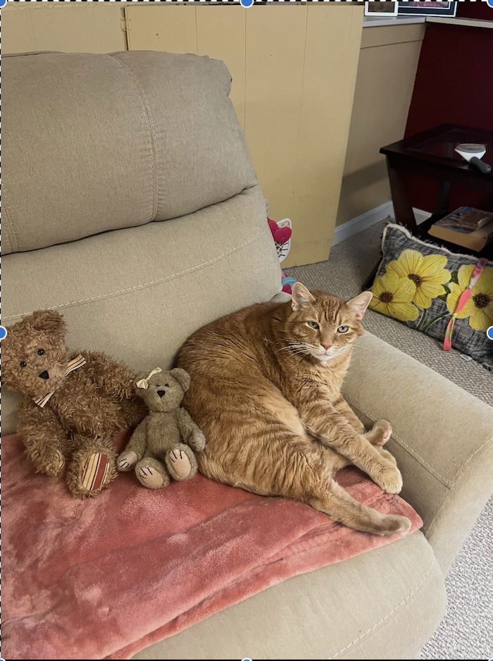 PEANUT - Domestic Short Hair for adoption in Manchester