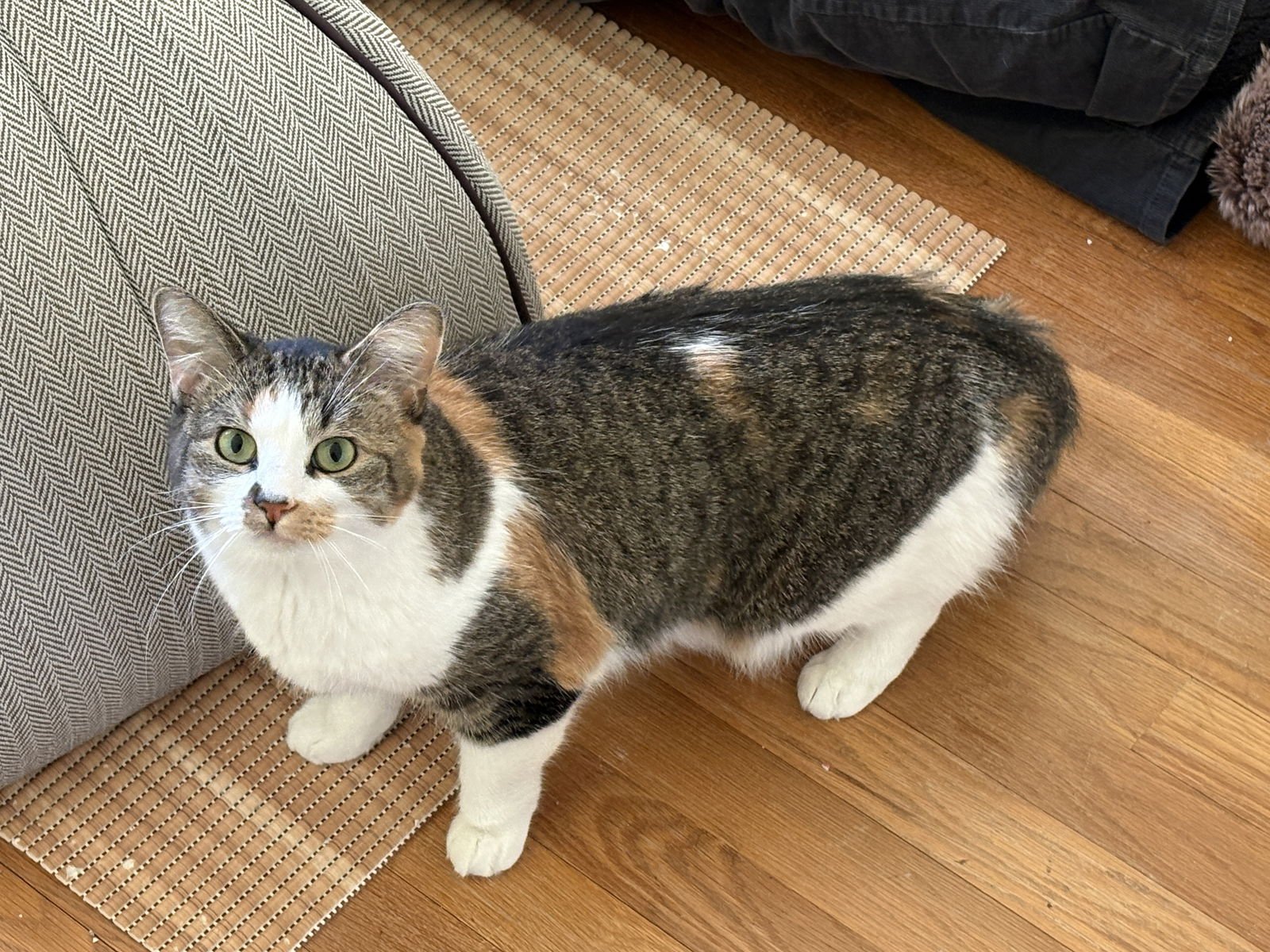 CALLIE - Tabby for adoption in Manchester